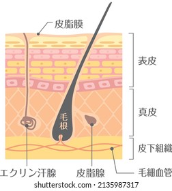 Tectonic profile illustration of skin
It includes the following Japanese transcription.
"Epidermis" "corium" "sebaceous gland" "tissue under the skin" "eccrine gland" "sebaceous gland" "capillary"