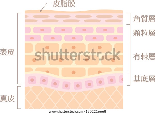 66 Basal Lamina Images, Stock Photos & Vectors | Shutterstock