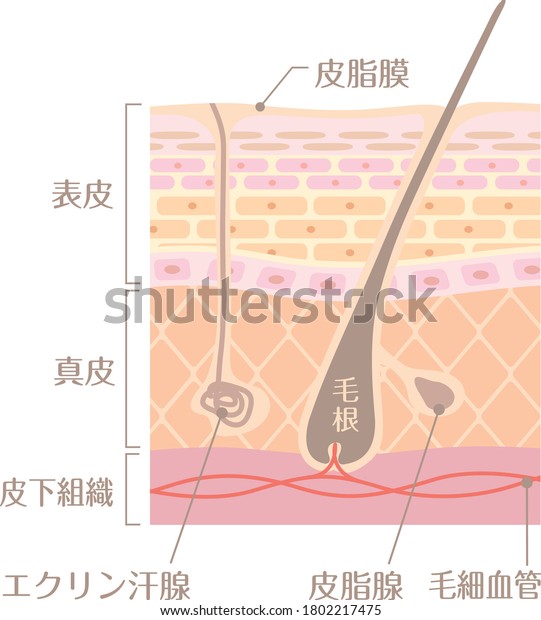 皮膚の構造的プロファイルイラスト 以下の日本語写本を含む 表皮 真皮 皮脂腺 皮下組織 皮下組織 脂腺 毛管 のベクター画像素材 ロイヤリティフリー