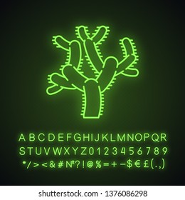 Teddy bear cholla cactus neon light icon. Cylindropuntia. Cylindroid-jointed cacti. America native tropical plant. Glowing sign with alphabet, numbers and symbols. Vector isolated illustration