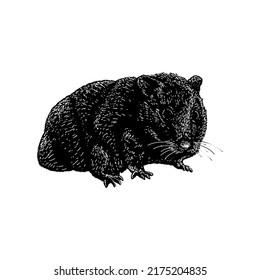 Teddy Bear Hamster hand drawing vector illustration isolated on white background