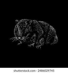 teddy bear hamster hand drawing vector isolated on black background.