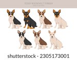 Teddy Roosevelt terrier clipart. Different poses, coat colors set.  Vector illustration