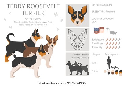 what is the difference between a feist and a rat terrier