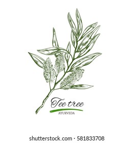 Tee tree. Vector hand drawn.Natural herbs and flowers. Beauty and Ayurveda. Organic cosmetics