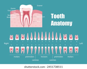 Teeth anatomy, diagram vector illustration