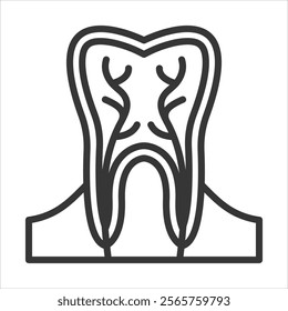 Teeth Anatomy Icon Vector Illustration Outline Style