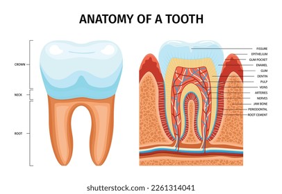 Infografías de anatomía de dientes con subtítulos editables que apuntan a dientes seccionales con vetas dentina e ilustración vectorial de esmalte