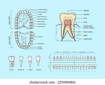 Teeth anatomy scheme. Tooth structure infographic, orthodontic human teeth loss diagram and mouth chart scientific vector illustration. Dentistry education banner, oral hygiene or healthcare