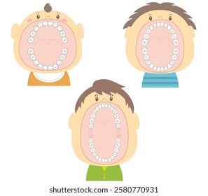 The teeth of a baby, child, and adult at different ages with their mouths wide open.