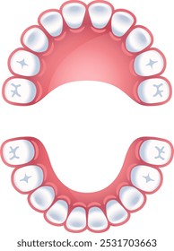 Teeth chart. Jaws dental schema. Dental infographic