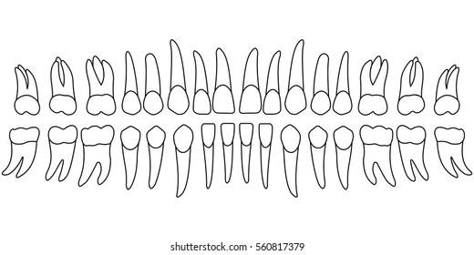 Printable Dental Tooth Chart
