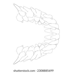 Teeth contour. Hand drawn different types of human tooth collection. Dentist graphic template. Engraving fangs and molars. Dental oral care. Toothache treatment. Vector stomatology set.