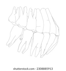 Contorno de dientes. La mano dibujó diferentes tipos de colección de dientes humanos. Plantilla gráfica dentista. Grasando colmillos y colmillos. Atención dental oral. Tratamiento de dolor de dientes. Equipo de estomatología vectorial.