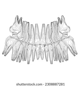 Teeth contour. Hand drawn different types of human tooth collection. Dentist graphic template. Engraving fangs and molars. Dental oral care. Toothache treatment. Vector stomatology set.