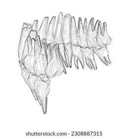 Teeth contour. Hand drawn different types of human tooth collection. Dentist graphic template. Engraving fangs and molars. Dental oral care. Toothache treatment. Vector stomatology set.