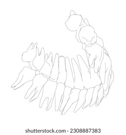 Teeth contour. Hand drawn different types of human tooth collection. Dentist graphic template. Engraving fangs and molars. Dental oral care. Toothache treatment. Vector stomatology set.