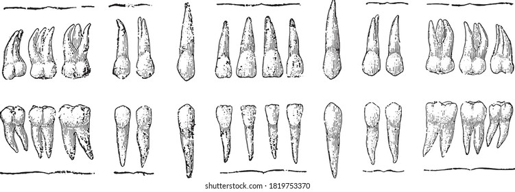Teeth, From the Dictionary of Word and Things, 1888.