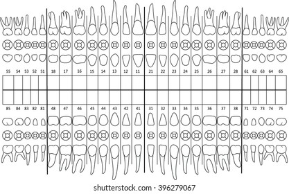 487 Dental formula Images, Stock Photos & Vectors | Shutterstock