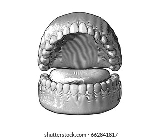 Teeth Gum engraving with monochrome color illustration isolated on white background