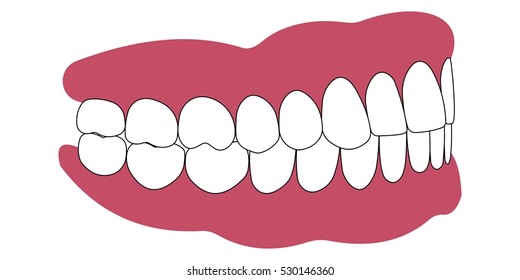 teeth and gums of a human and the bite in occlusion of the dentures, vector
