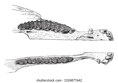 The Teeth of the Horse seen by the crown, vintage engraved illustration. Zoology Elements from Paul Gervais.
