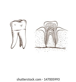 Teeth isolated on a white backgrounds
