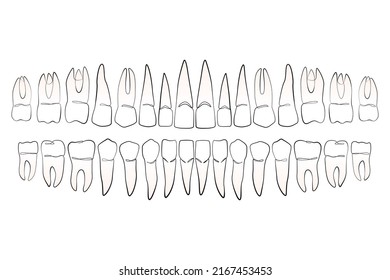 Teeth line art on white isolated background. Lower and upper dentition vector illustration