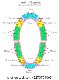 Teeth location, types. Place in mouth. Posterior, anterior. Colored four types of adult human tooth group names. Upper, lower palate. Incisor, canine, premolar, molar. Illustration Vector