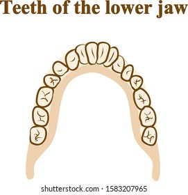 Teeth of the lower jaw. Graphic illustration. Hand drawing, contour of symbol. Medicine and science, human anatomy simple