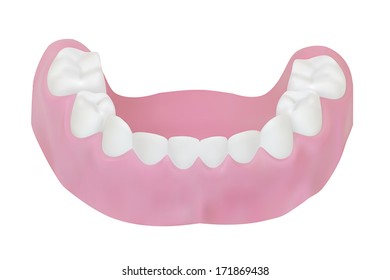 Teeth of the lower jaw. Vector illustration