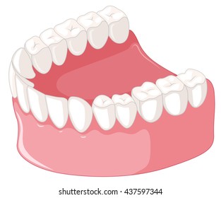 Teeth model  on white background illustration