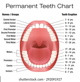 Permanent Teeth Images Stock Photos Vectors Shutterstock