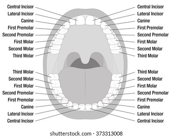 Teeth Names Permanent Teeth Isolated Vector Stock Vector (Royalty Free ...