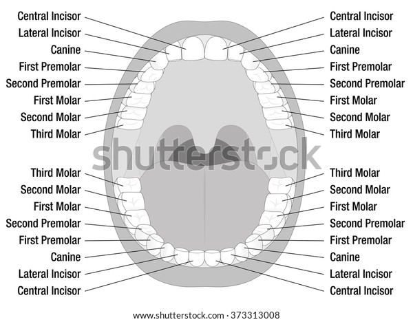 Teeth Names Chart