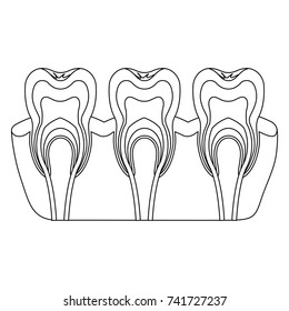 teeth with nerve and tooth root view monochrome silhouette vector illustration