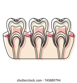 teeth with nerve and tooth root view in watercolor silhouette vector illustration