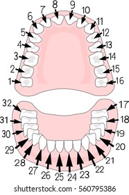 Teeth Numbering Stock Vector (Royalty Free) 560795386 | Shutterstock