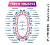 Teeth numbers oral cavity scheme with upper and lower jaws and incisor, cuspid, bicuspid and molar tooth types. Dentistry related educational and informative graphic. Maintaining healthy mouth hygiene