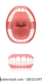 Zähne. Offenes Erwachsenenmodell und Zahnprothesen oder falsche Zähne. Abstrakte einzelne Vektorgrafik auf weißem Hintergrund.
