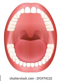 Zähne - offenes Mundmodell mit Oberkiefer und Unterkiefer und seinen sechsunddreißig Dauerzähnen. Abstrakte einzelne Vektorgrafik auf weißem Hintergrund.