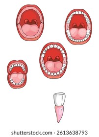 Teeth Oral cavity vector illustration