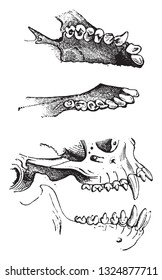 The teeth of the Ouistiti seen by the crown and profile, vintage engraved illustration. Zoology Elements from Paul Gervais.
