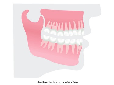 teeth in profile (vector)