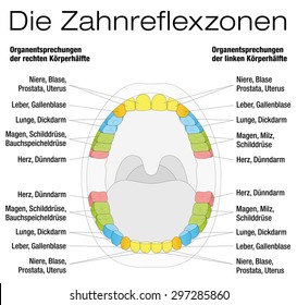 Teeth reflexology chart - permanent teeth and their corresponding internal organs. Isolated vector illustration over white background. GERMAN LABELING!