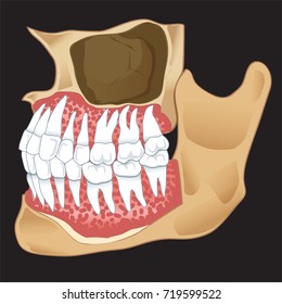 Teeth, root,Dentist,Dental  Vector 10