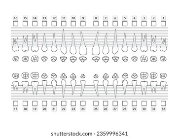 Teeth with roots numbering chart for adult teeth. Dentist examination template system. Medical dental screening clinic. Mouth health. Vector illustration, stock image.