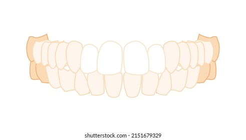 Teeth row Denture Set Closeup Human front anterior ventral view. Jaws model with teeth. Set of chump realistic flat natural color concept Vector illustration of anatomy isolated on white background