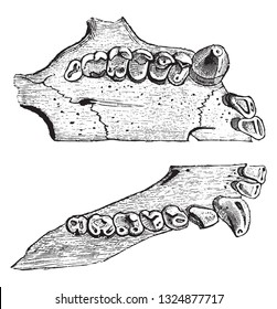 Platyrhinien Images, Stock Photos & Vectors | Shutterstock