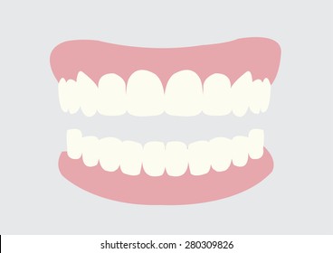 Teeth or tooth closeup. Vector illustration